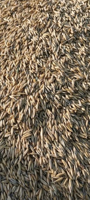 Owies jary 2025 dla zwierząt/na opał