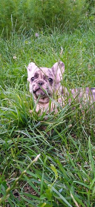 Французька булочка