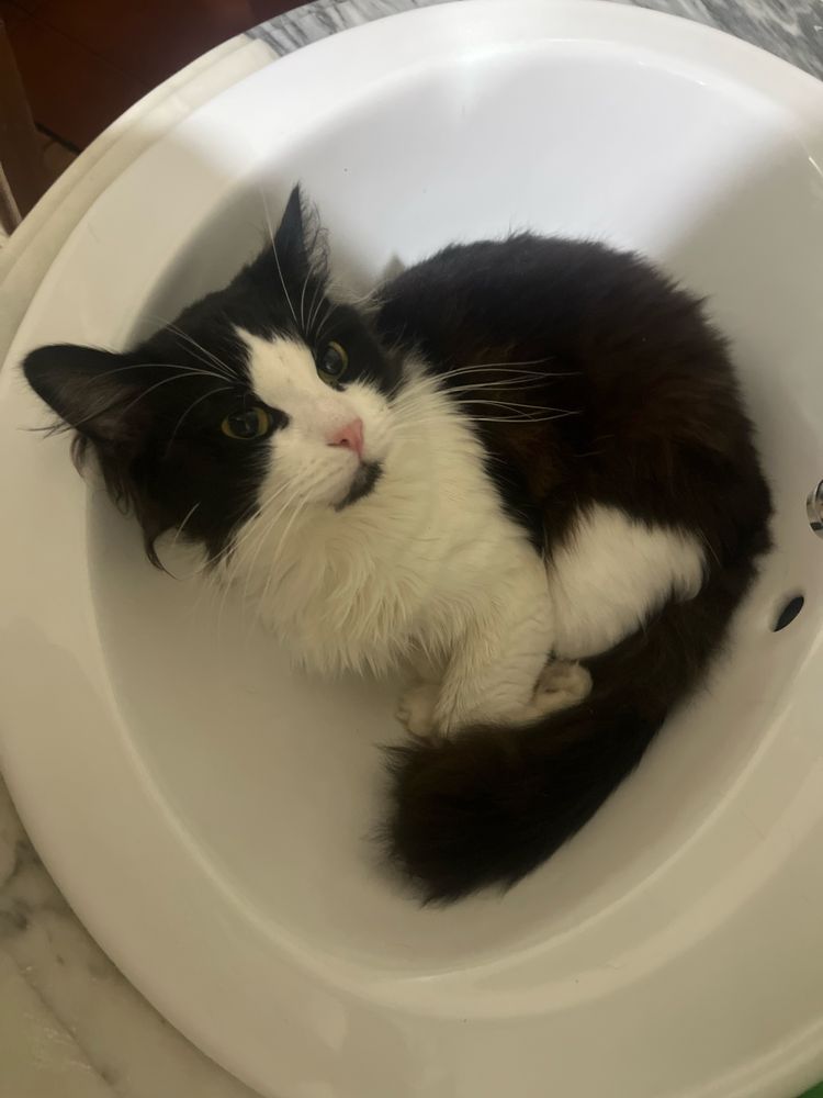 Dou gato traçado de persa