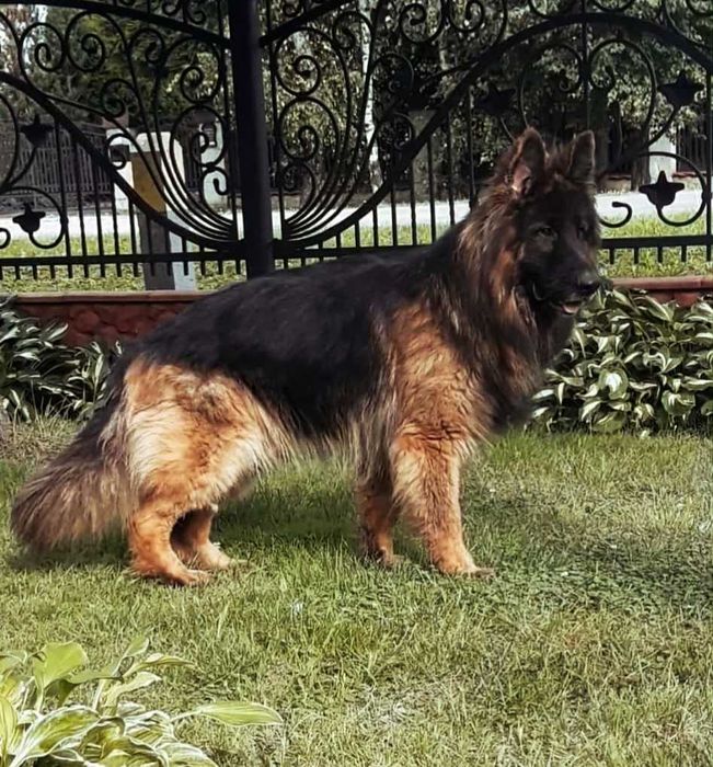 JUZ do ODBIORU! Owczarek niemiecki długowłosy suczka szczeniak pies