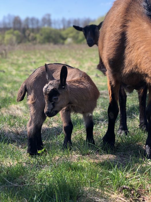Кози Альпійськоі породи