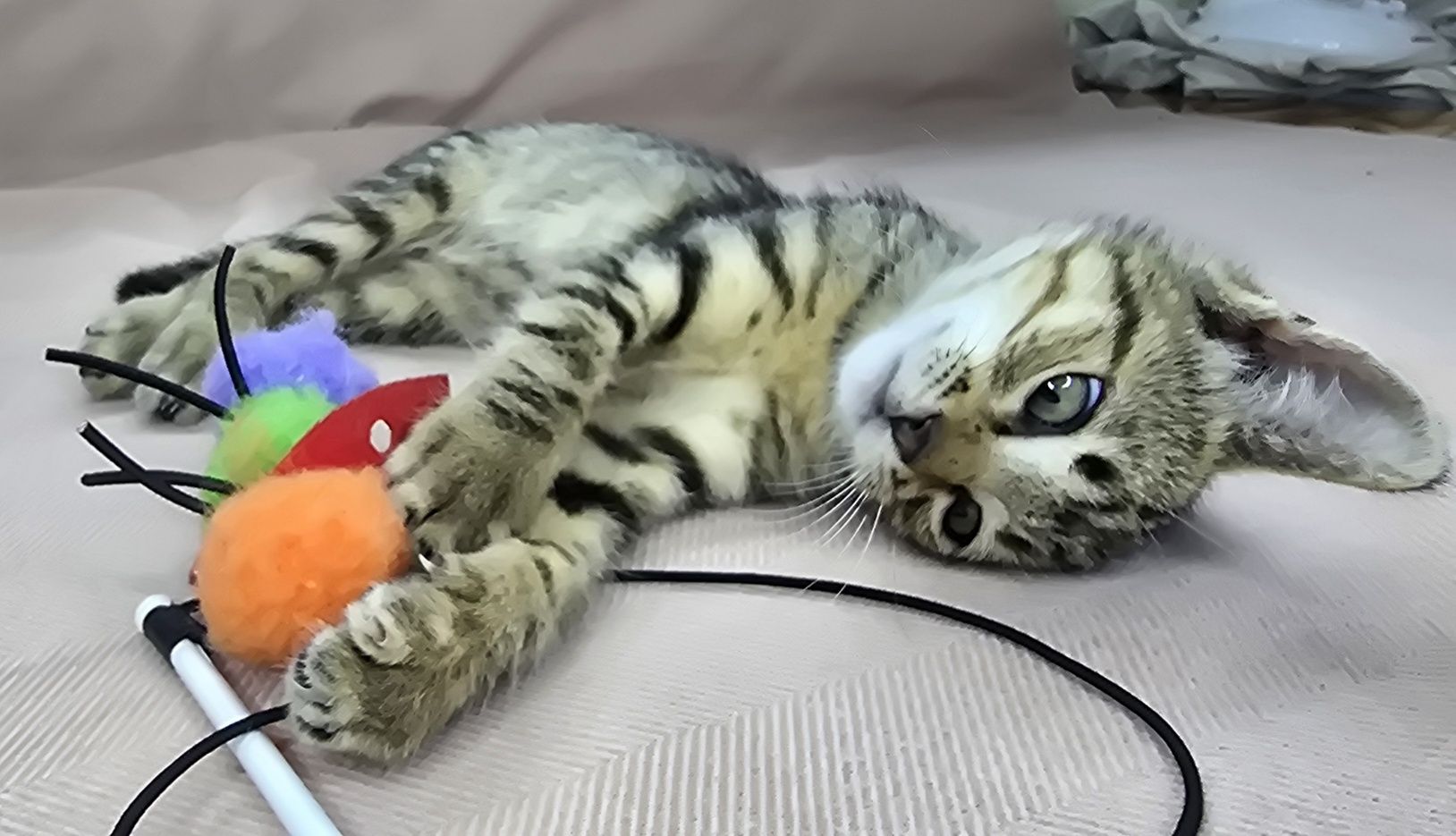 Маленьке кошеня шукає дім.
