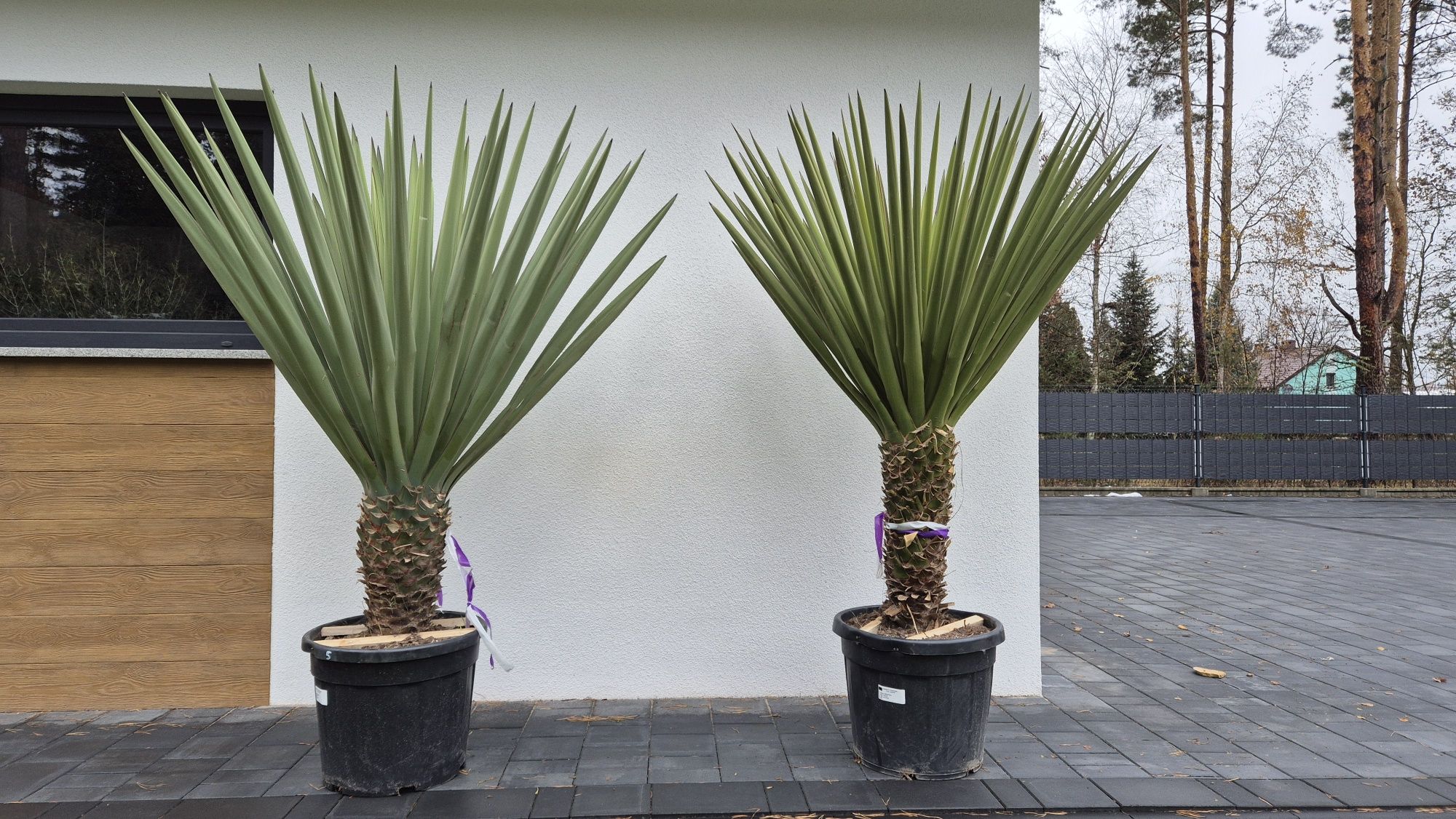 Yucca treculeana - faxoniana , Yucca rostrata. Yucca filifera. Palma