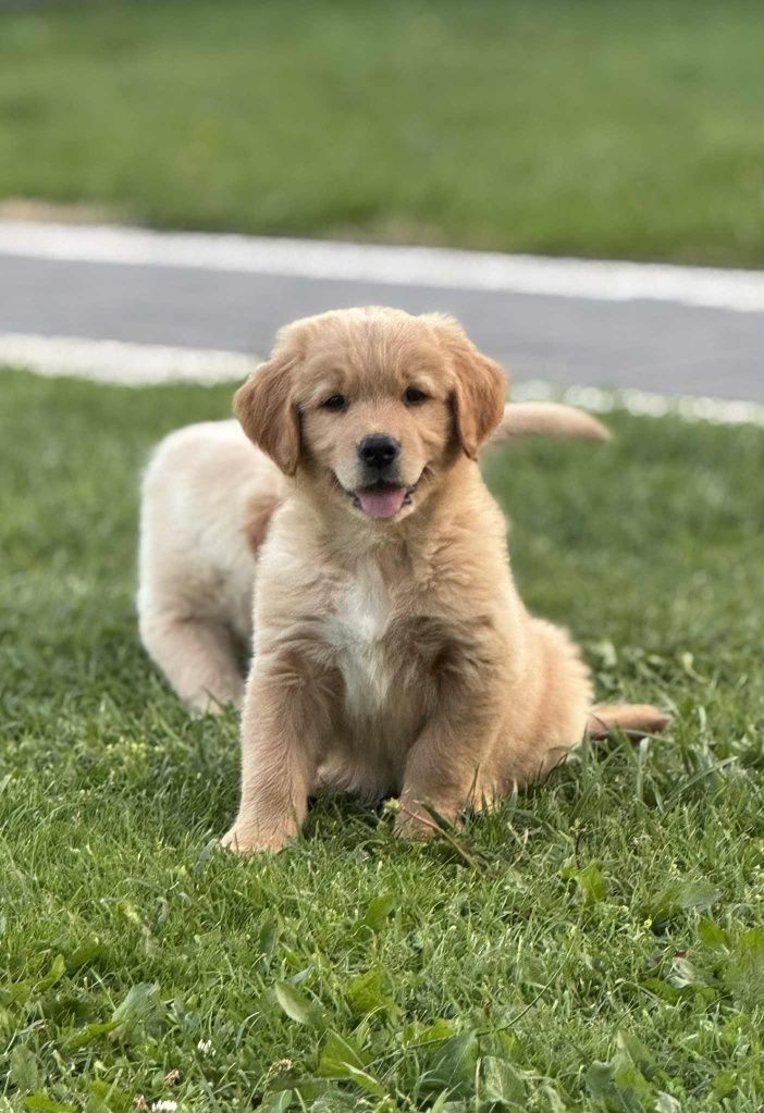 Piesek Golden Retriever
