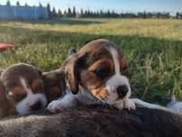 Beagle śliczna suczka