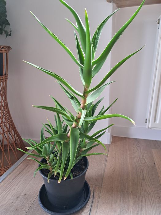 Aloes cena za 1 doniczkę