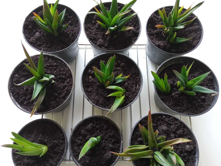 Sukulenty rozsadki, sadzonki, szybki wzrost, roślina doniczkowa