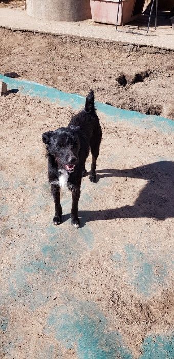 Cão Porte Médio (14kg) Para Adoção (Joca)