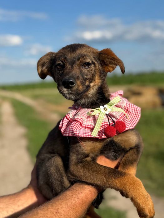 Цуценя дівчинка Майя