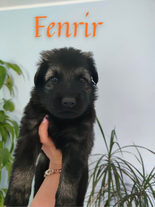 Owczarek Niemiecki Staroniemiecki samiec Fenrir