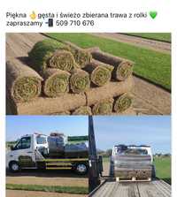 Trawa z rolki # zielono na ogrodzie