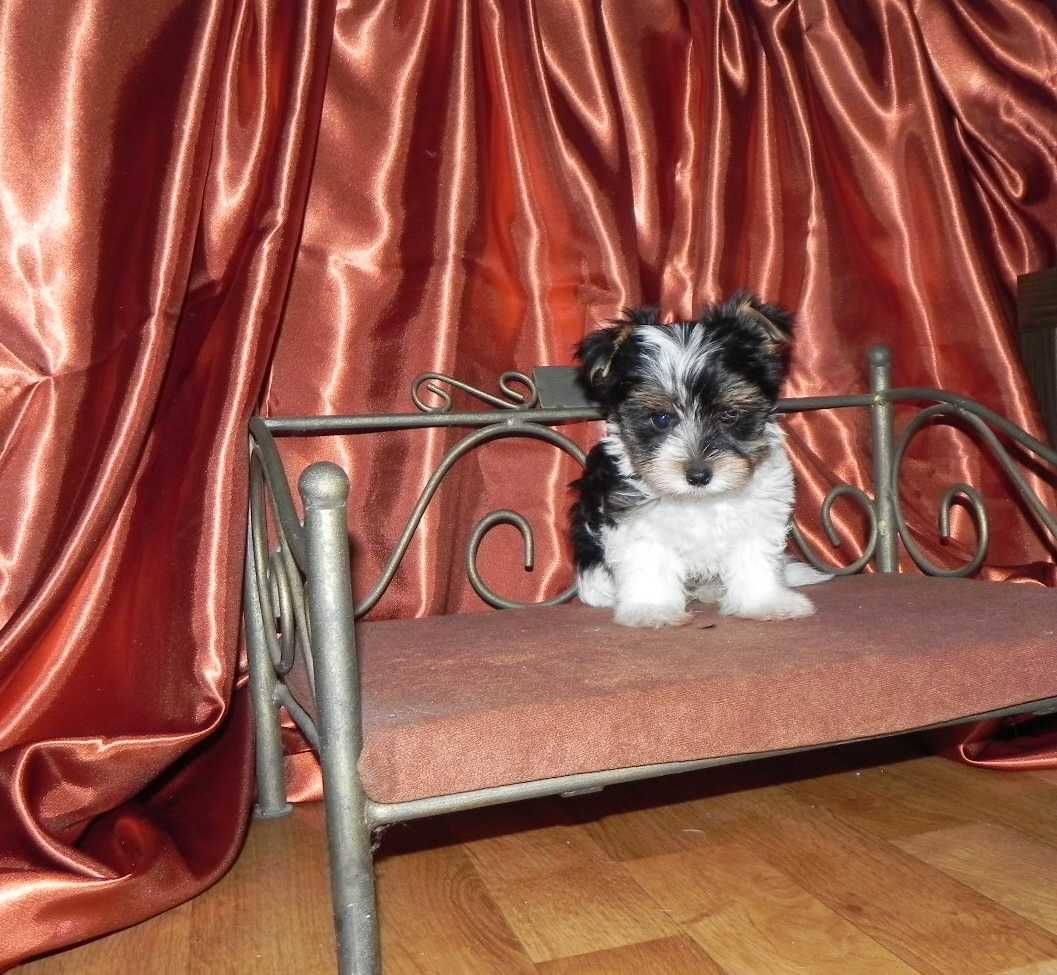 Biewer Yorkshire Terrier .