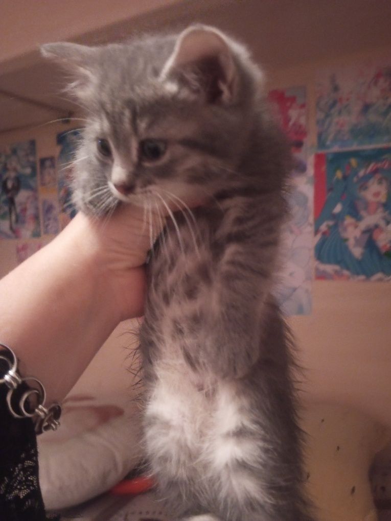 Котенята в хороші руки