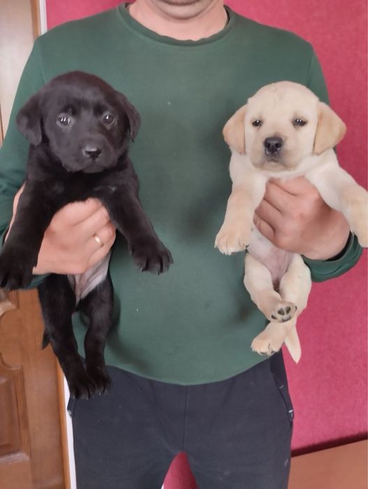 Продам цуценят Лабрадорів