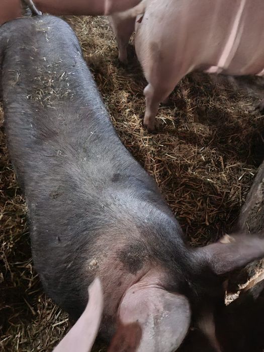 Tuczniki mięsne świnie