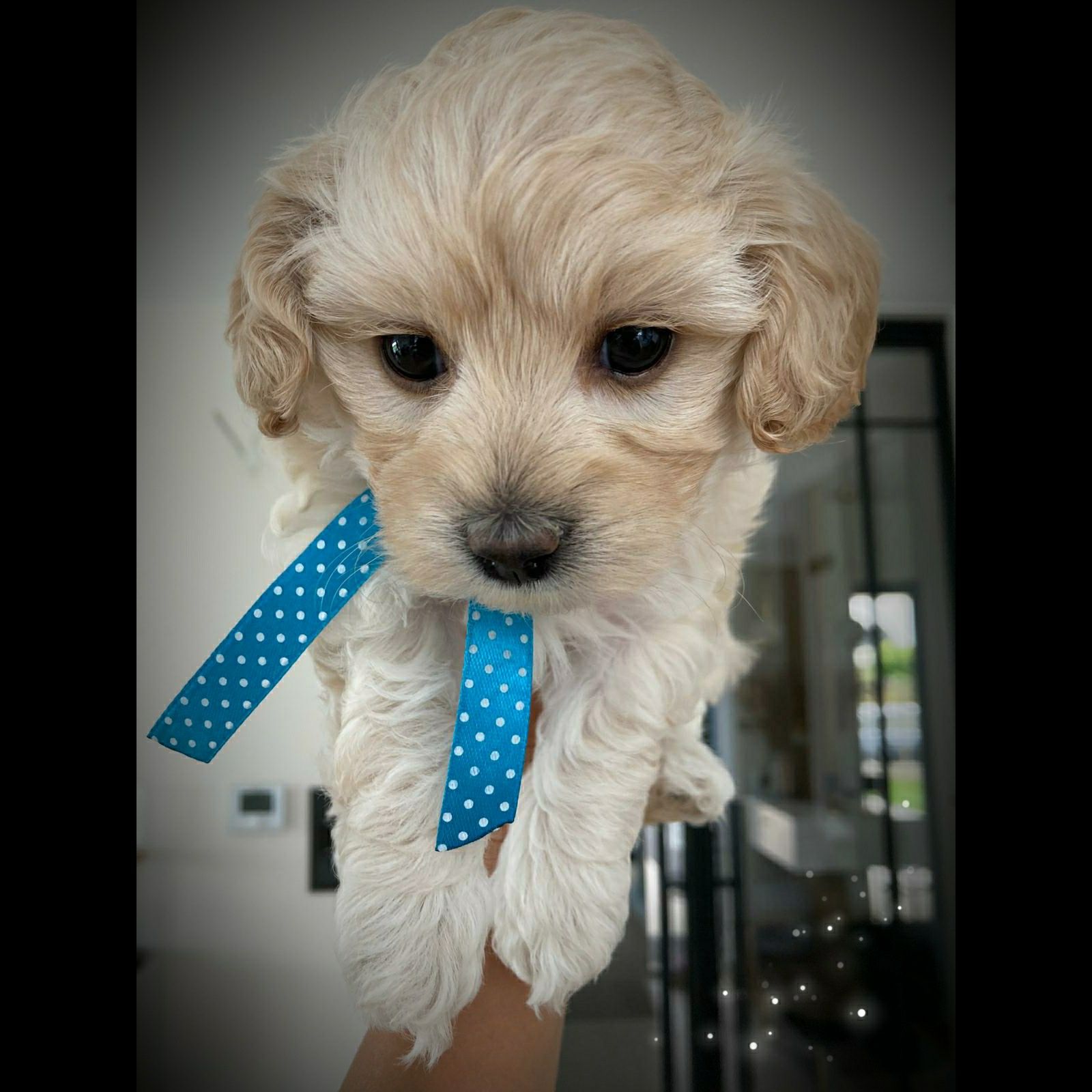 Suczka Maltipoo F1b - zarezerwowana
