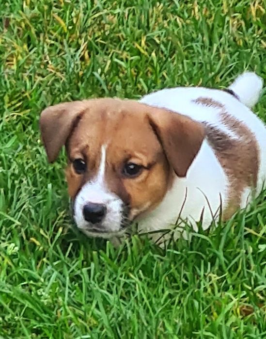 Jack Russel Terrier gładkowłosy samczyk Herbu Harpagan since 2007