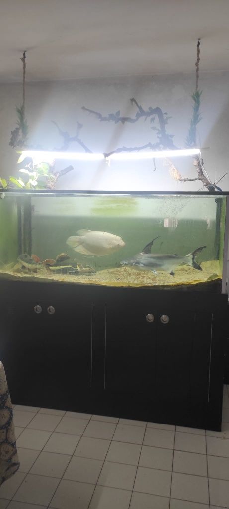 Vendo gurami gigante albino 50cm