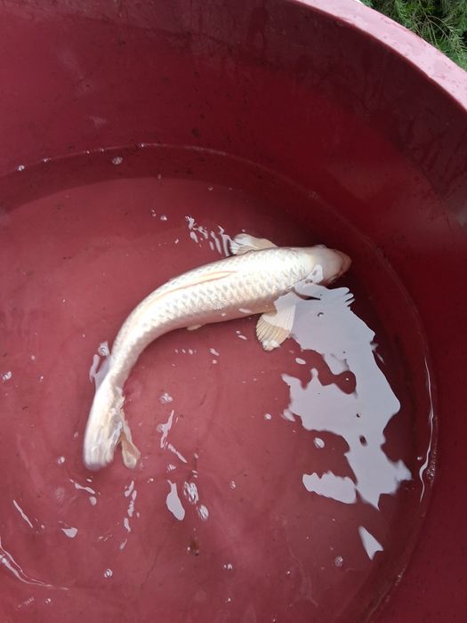 Carpa koi japonesa
