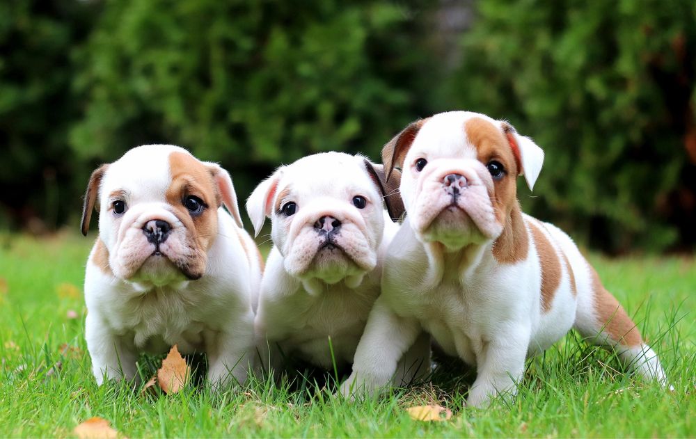 Buldog angielski ZKwP FCI