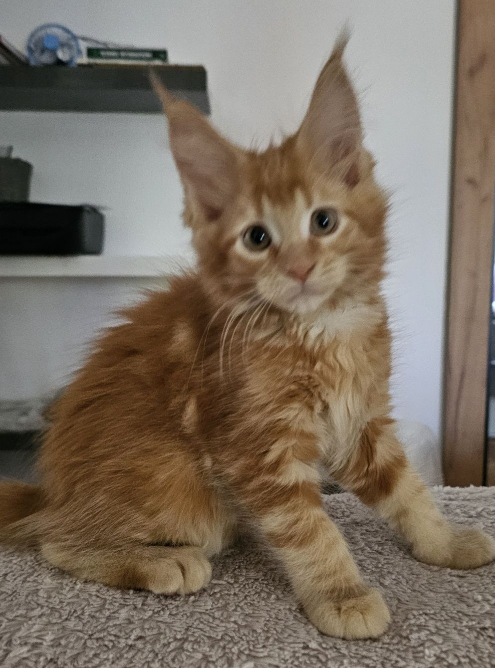 Kotka Maine Coon