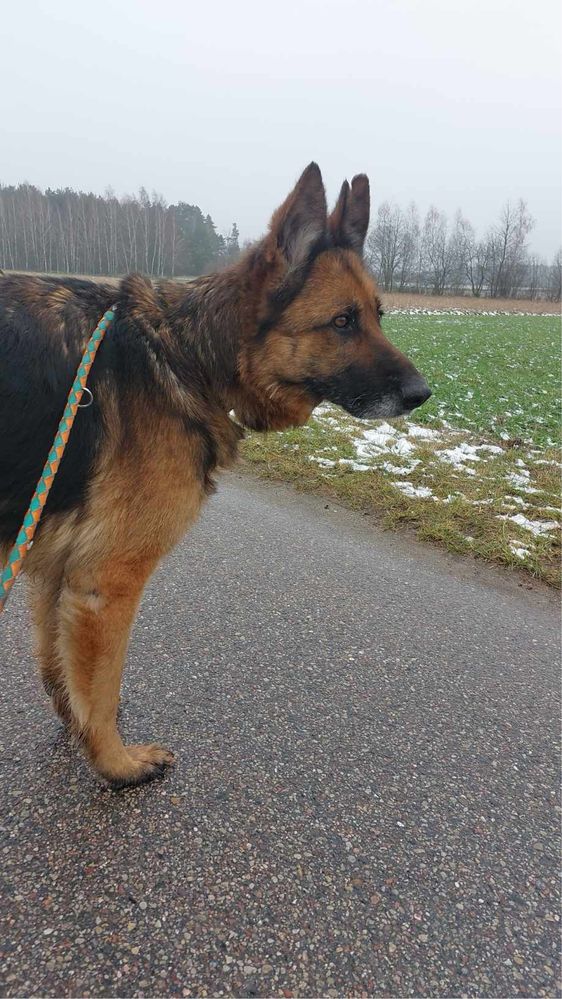 Liszka poleca się do adopcji!