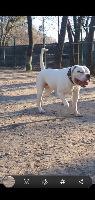 Вязка американский бульдог