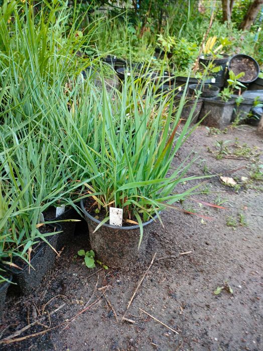 proso rózgowate heavy metal