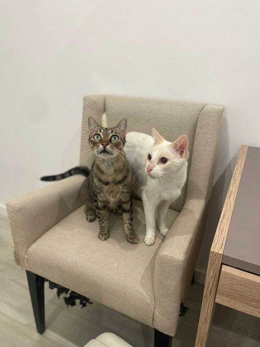 Tico & Teco dois amigos inseparáveis para adoção CONJUNTA