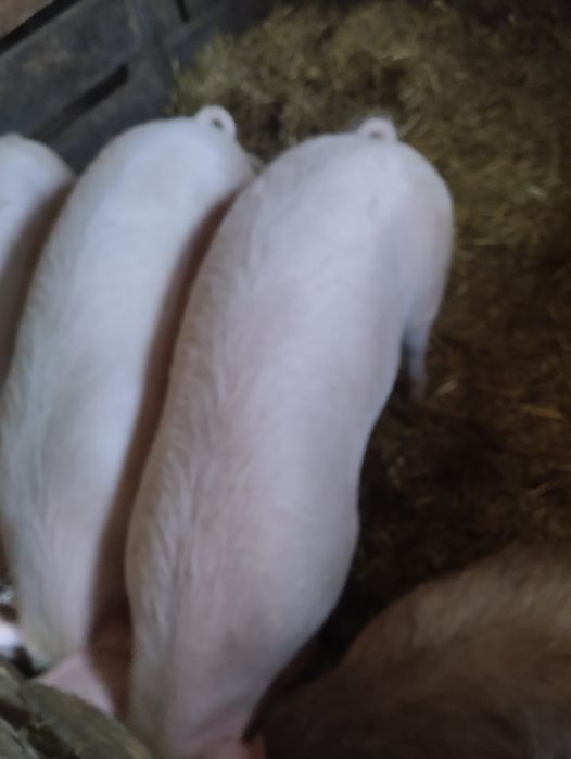 Tucznik, świnia 120-130 kg