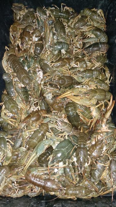 Раки живые крупные