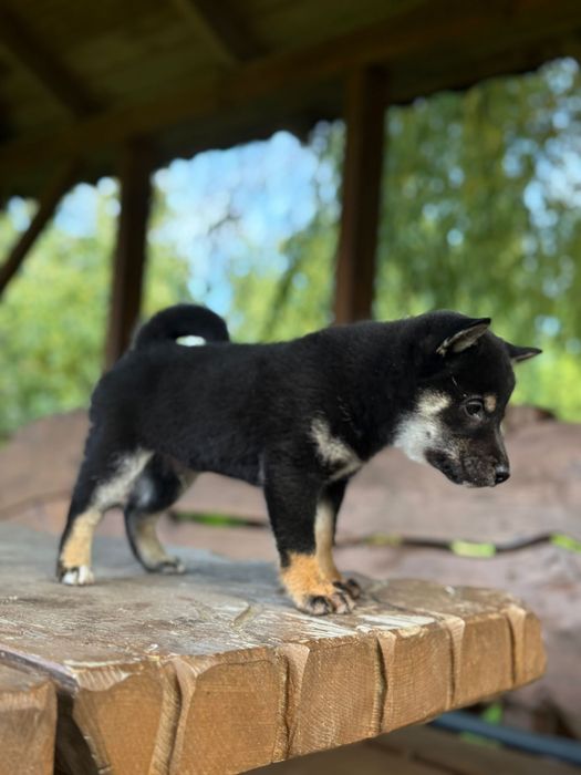 Shiba inu pisek gotowy do odbioru