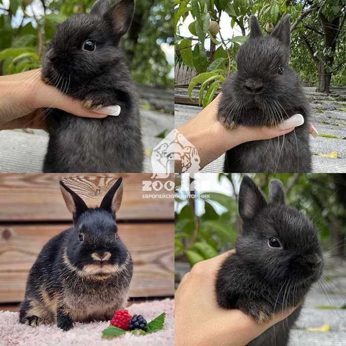 Карликовый торчеухий, нидерландский мини кролик, чёрного окраса!