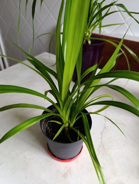 Продам ростки цветов