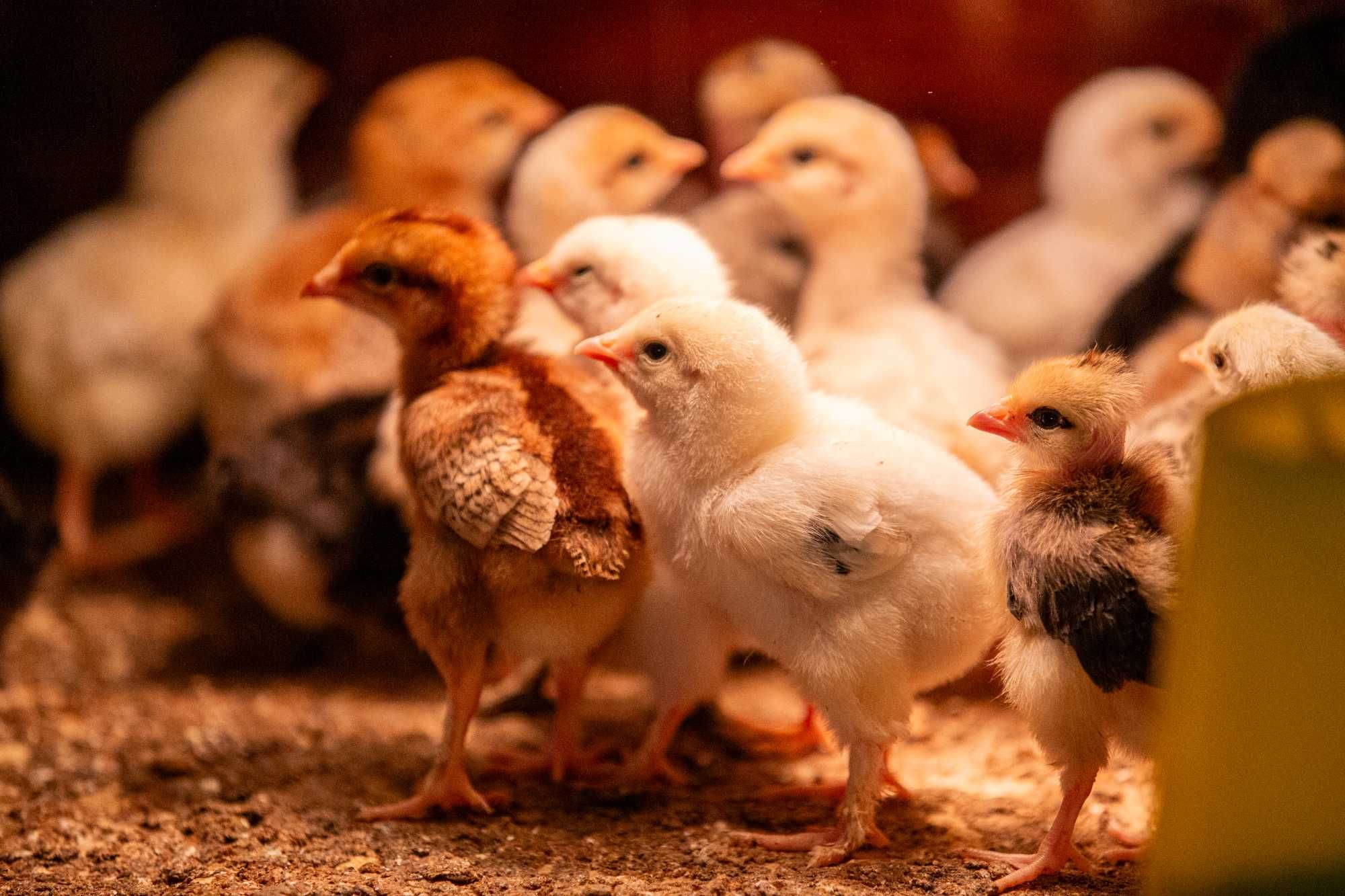 Kurczęta, kurczaki kurek ozdobnych. Cudeńka mixy.