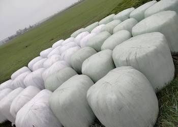 Siano kiszonka bale 120x120.Transport