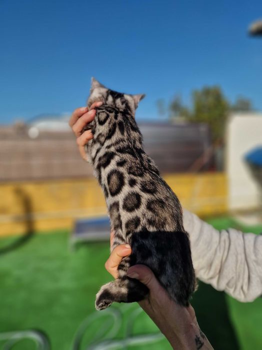 Prateado gatinho de bengala (macho)