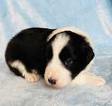 Border Collie czarno biały
