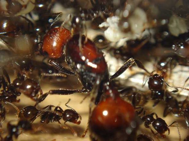 Экзотические муравьи Messor barbarus жнецы формикарий