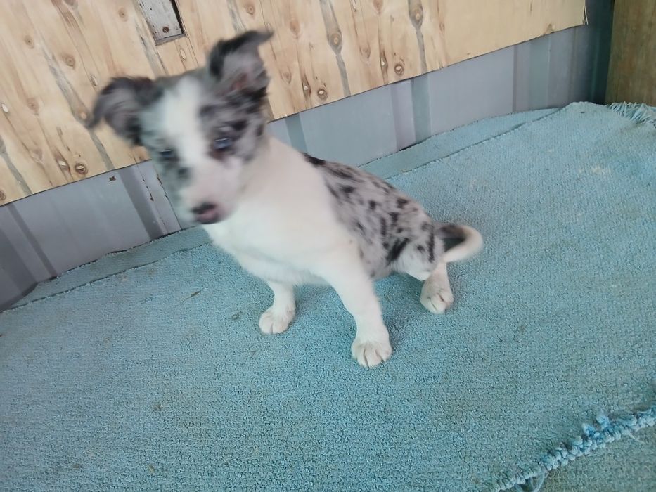 Border coli merle femea