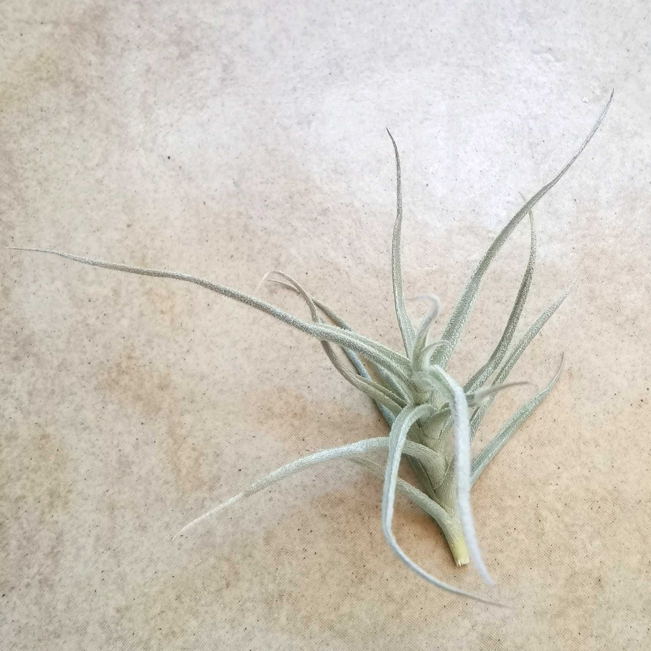 Tillandsia paleacea 9 cm