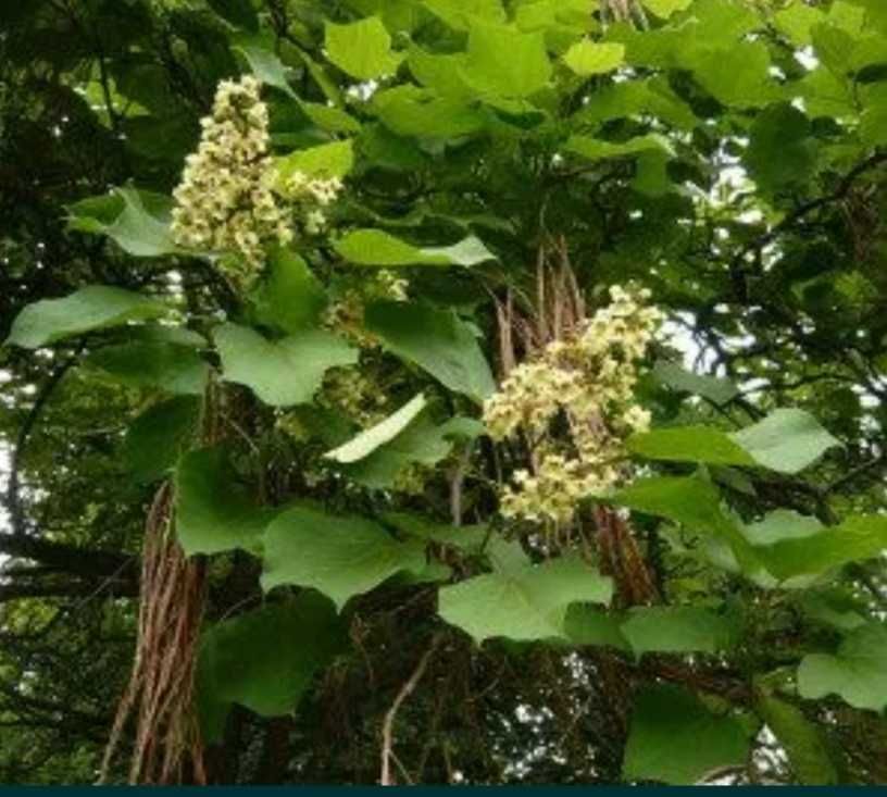 Catalpa surmia 50-60cm