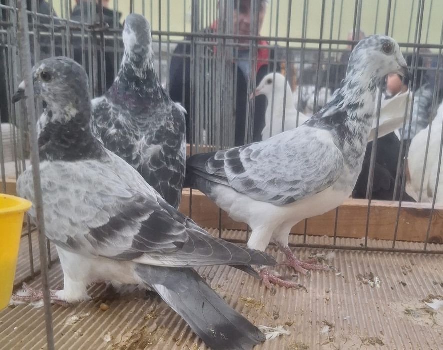 Młode gołębie pocztowe 3, 4 lęg, szpaki