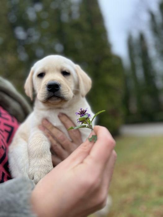 Красуньчики Лабрадори