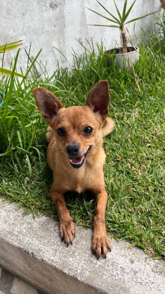 Animas Para adopção