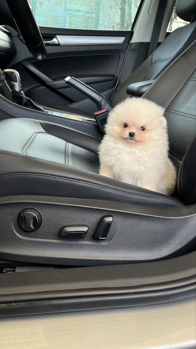 Мини  померанский шпиц — мальчик 2.5 мес