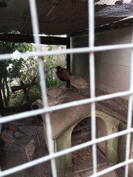 Vendo Faisoes fêmeas