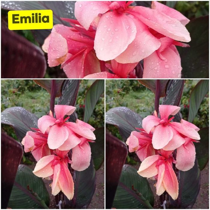 Sprzedam kłącza kann