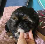 Shih tzu * Szczenie * tricolor