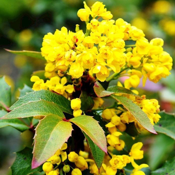 Саджанці магонії ОПТ–Роздріб / Саженцы магонии ОПТ–Розница